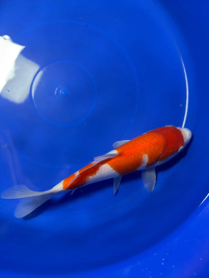 10" Kohaku Japanese Imported HQ(High Quality)