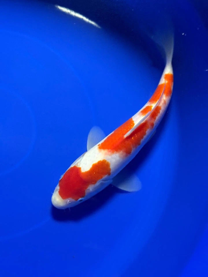 9" Kohaku Japanese Import Koi