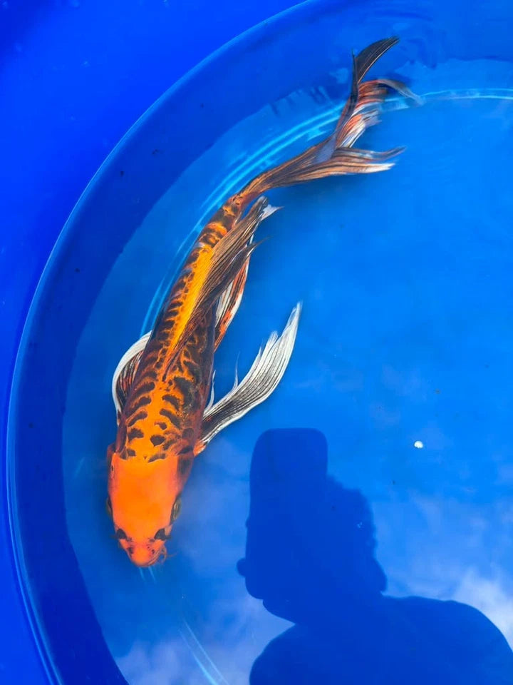 Kin Matsuba Butterfly Koi 15 Inch