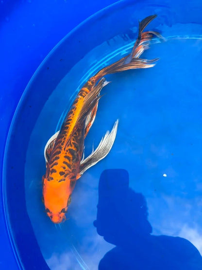 Kin Matsuba Butterfly Koi 15 Inch