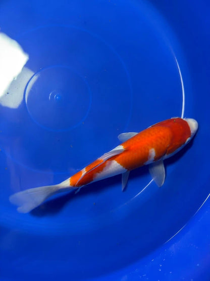 10" Kohaku Japanese Imported HQ(High Quality)