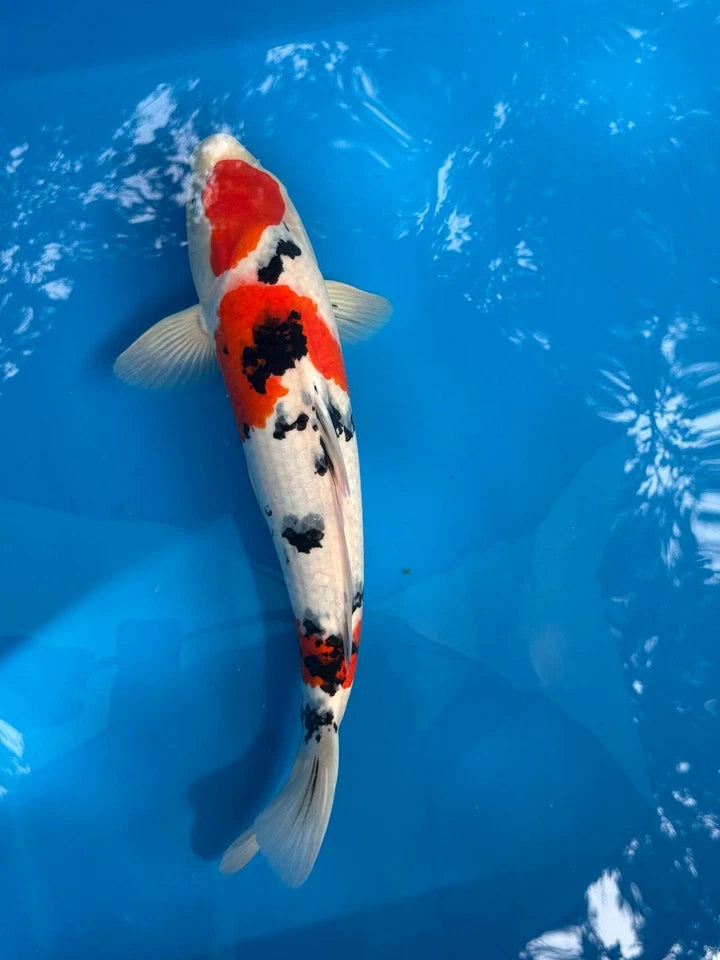 18" Sanke Japanese Imported