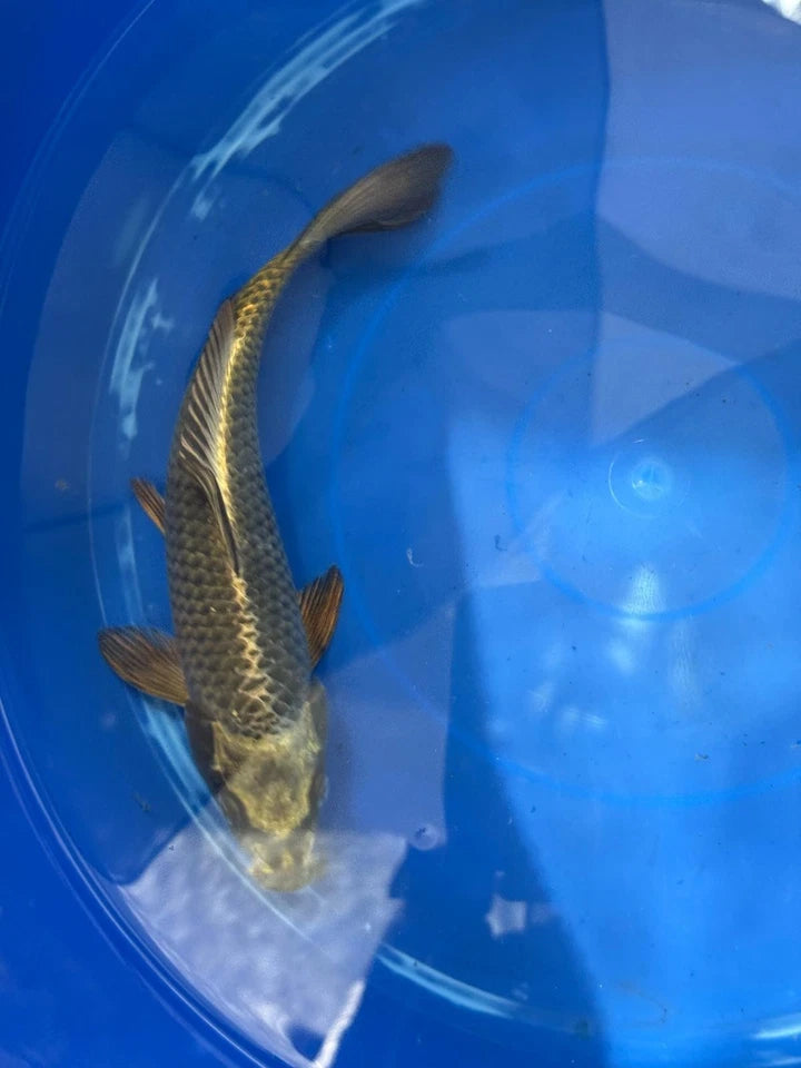 Matsuba Koi 10" D