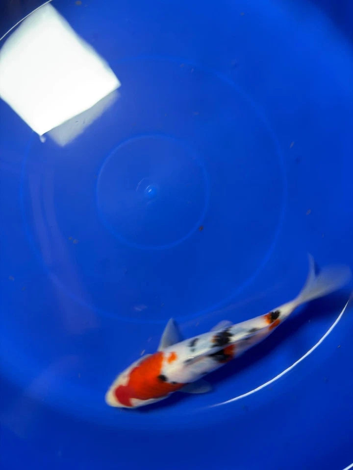 8" Sanke Japanese Imported HQ(High Quality)