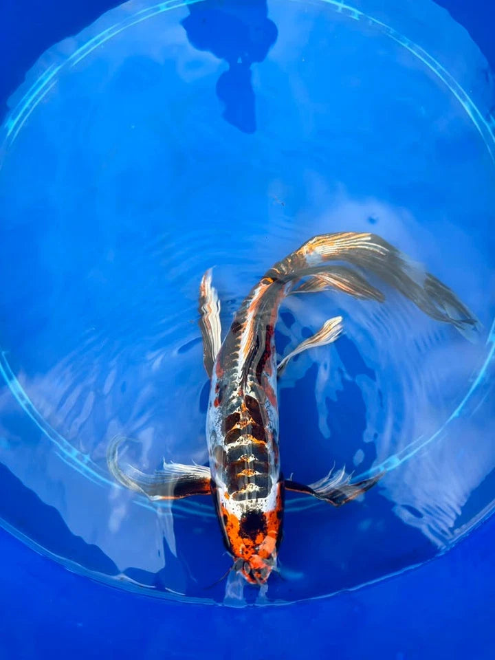 Doiotsu Ogon Matsuba Butterfly Koi 14 Inch