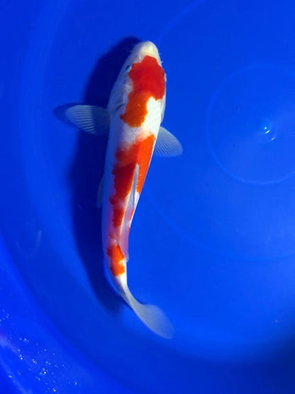 9" Kohaku Japanese Import Koi