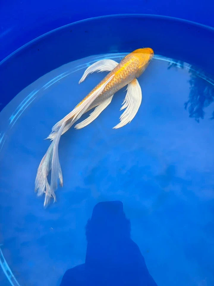 Ginrin Yamabuki Ogon Butterfly Koi 12 Inch