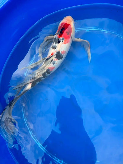 Tancho Showa Butterfly Koi 17 Inch