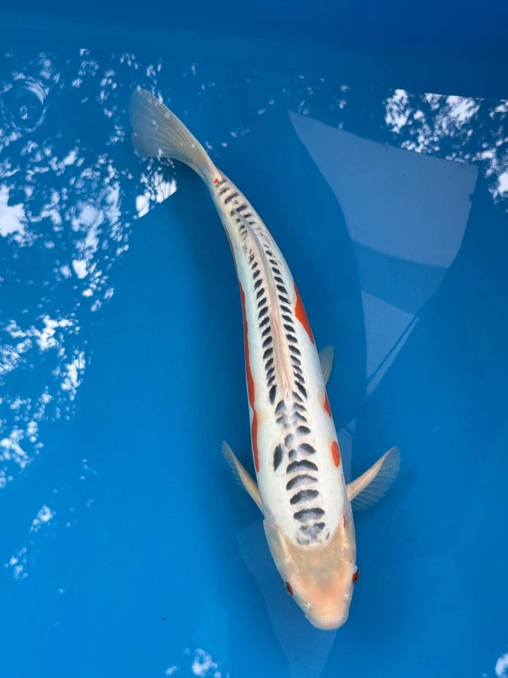 18" Shusui Japanese Imported