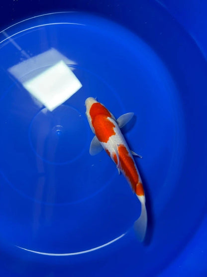 8" Kohaku Japanese Imported HQ(High Quality)