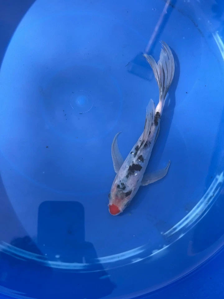 Sanke Butterfly Koi 8.5 Inch Red button Nose
