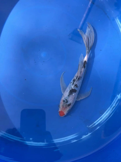 Sanke Butterfly Koi 8.5 Inch Red button Nose