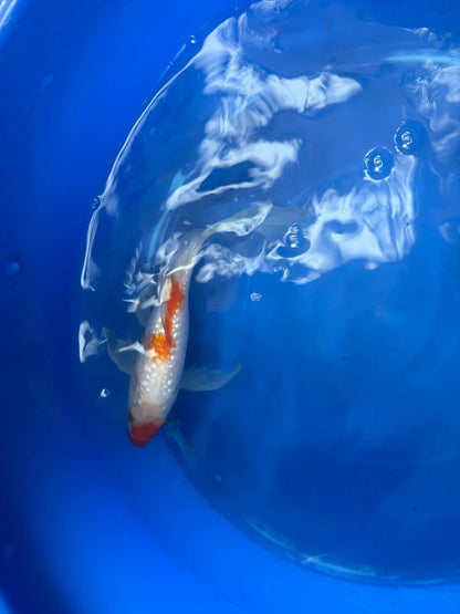 Ginrin Kohaku Butterfly Koi 8"