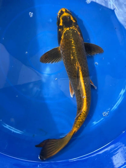 Matsuba Koi 13" C