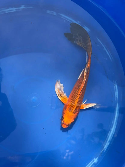 Kin Matsuba Butterfly Koi 9 Inch