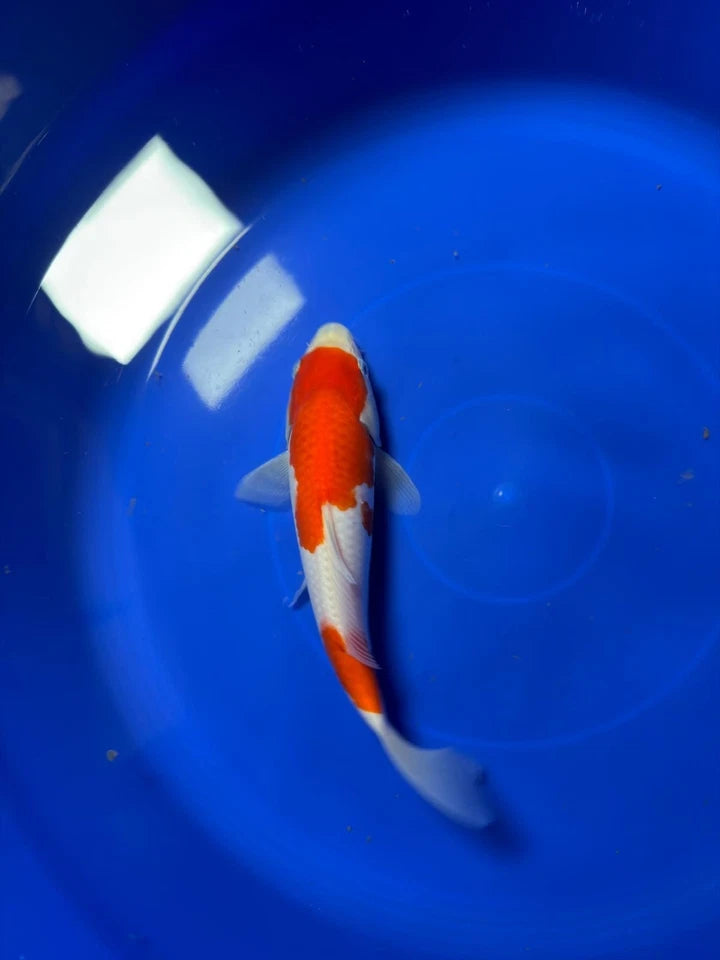 8" Kohaku Japanese Imported HQ(High Quality)
