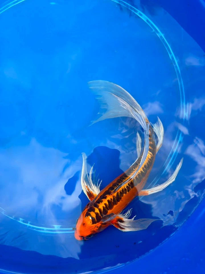 Kin Matsuba Butterfly Koi 13 Inch