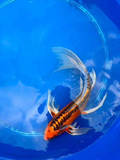 Kin Matsuba Butterfly Koi 13 Inch