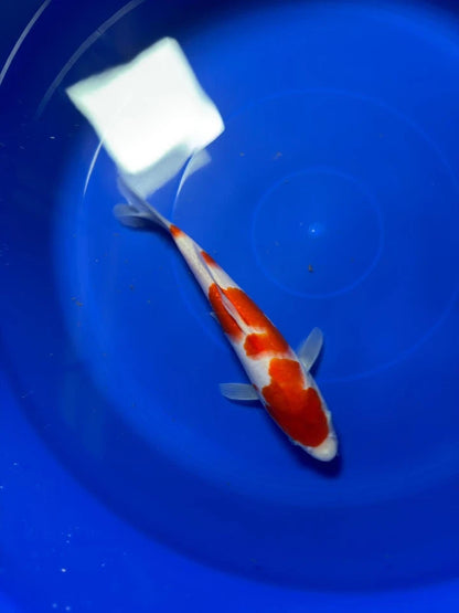 9" Kohaku Japanese Imported HQ(High Quality)