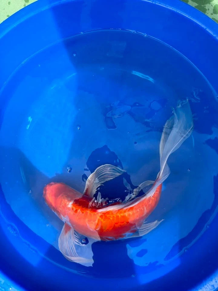 Hariwake Ogon Butterfly Koi 17"