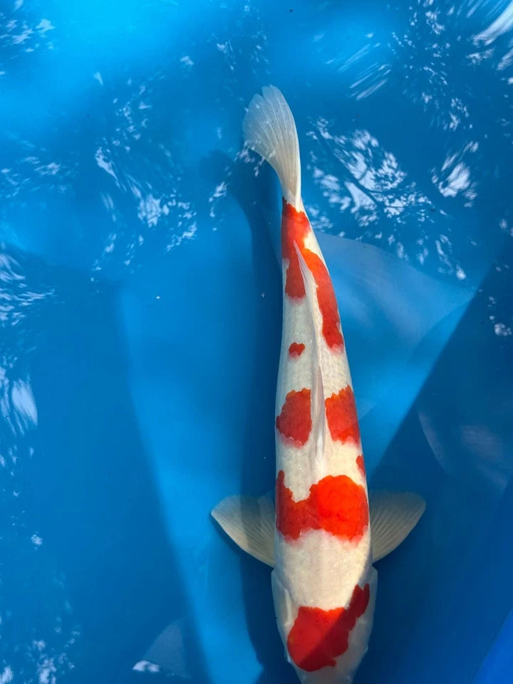 23" Kohaku Japanese Imported