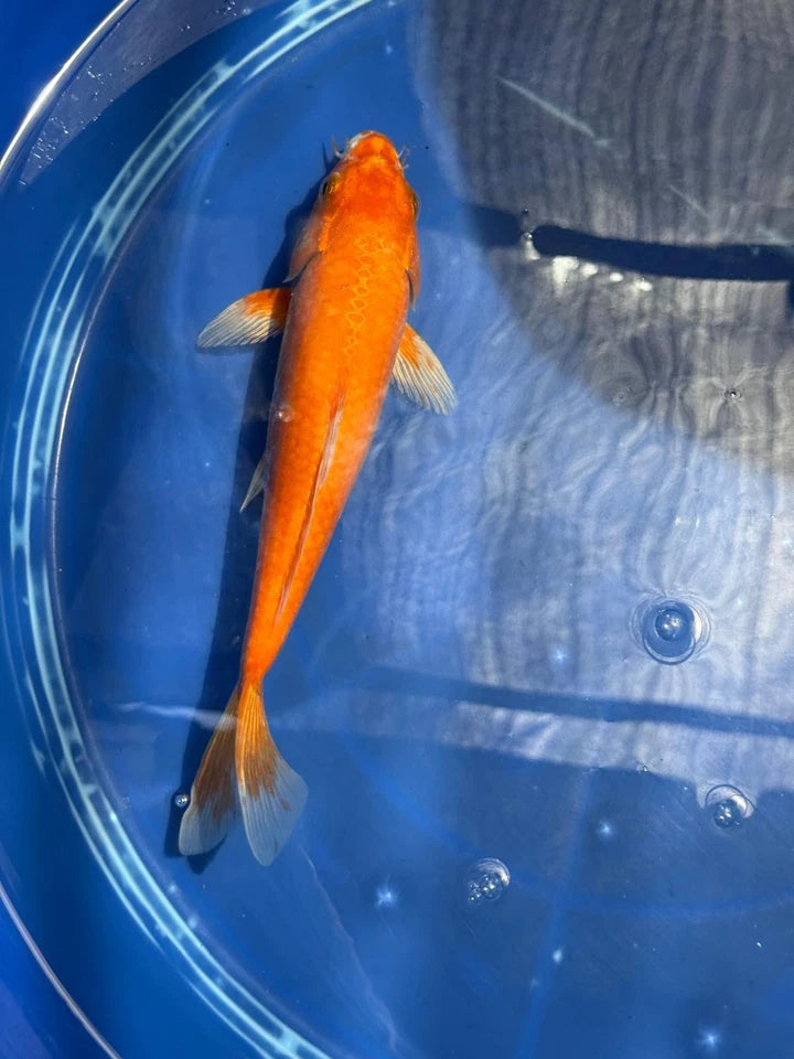 Benigoi 9.5 " Koi