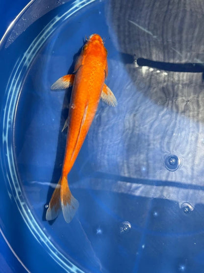 Benigoi 9.5 " Koi