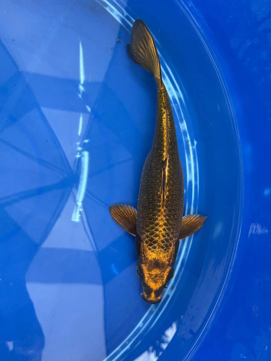 Matsuba Koi 10" GT