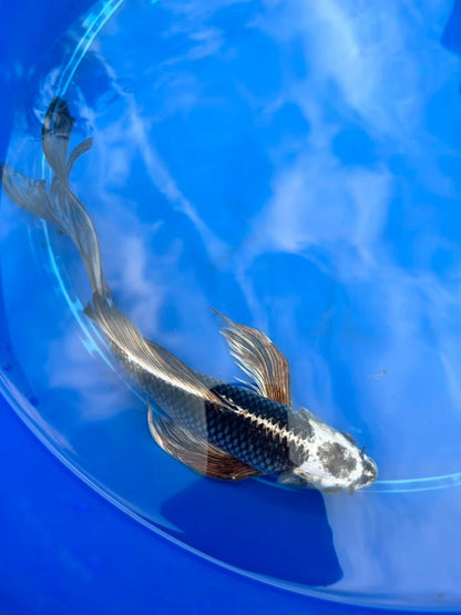 Gin Matsuba Butterfly Koi 11 Inch