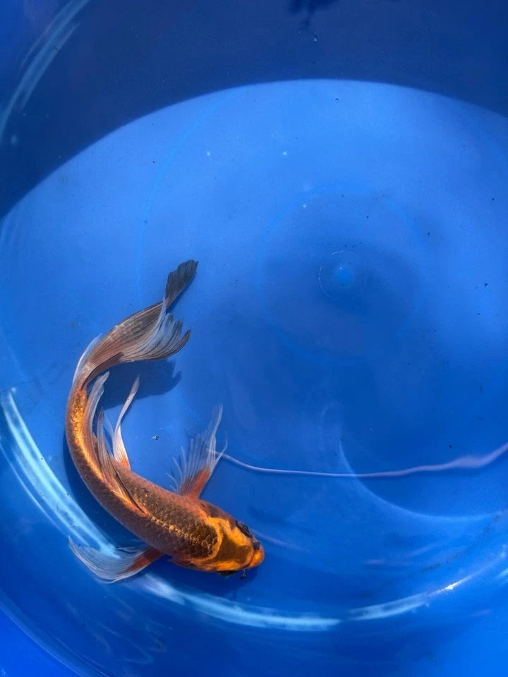 Kin Matsuba Butterfly Koi 8.5 Inch
