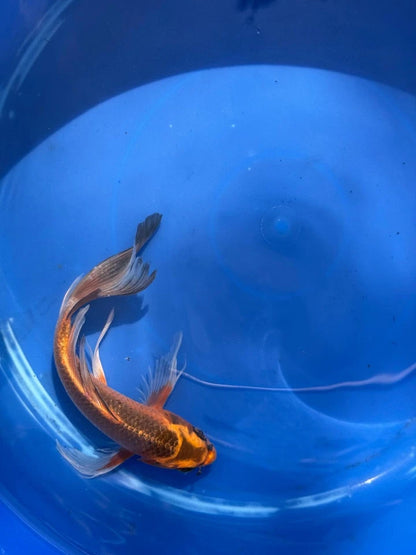 Kin Matsuba Butterfly Koi 8.5 Inch