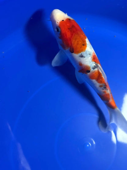 9" Sanke Tosai Japanese Import Koi