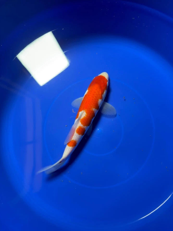 9" Kohaku Japanese Imported HQ(High Quality)