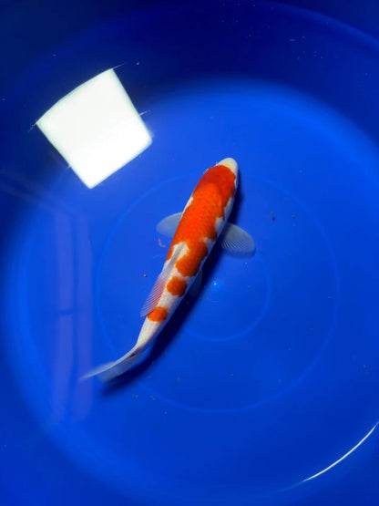 9" Kohaku Japanese Imported HQ(High Quality)