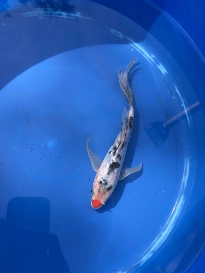 Sanke Butterfly Koi 8.5 Inch Red button Nose