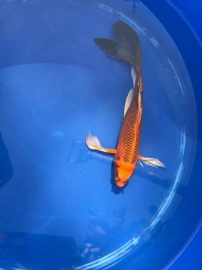 Kin Matsuba Butterfly Koi 9 Inch