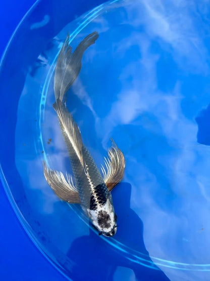 Gin Matsuba Butterfly Koi 11 Inch