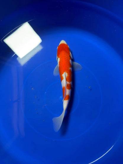 9" Kohaku Japanese Imported HQ(High Quality)