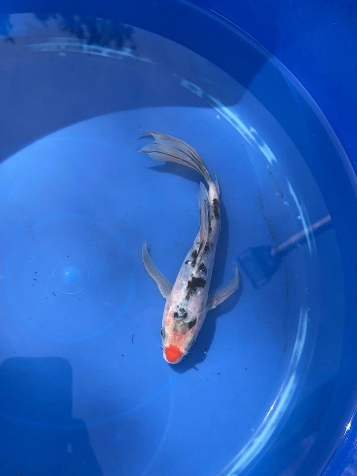 Sanke Butterfly Koi 8.5 Inch Red button Nose