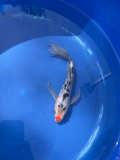 Sanke Butterfly Koi 8.5 Inch Red button Nose