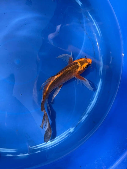 Kin Matsuba Butterfly Koi 8.5 Inch