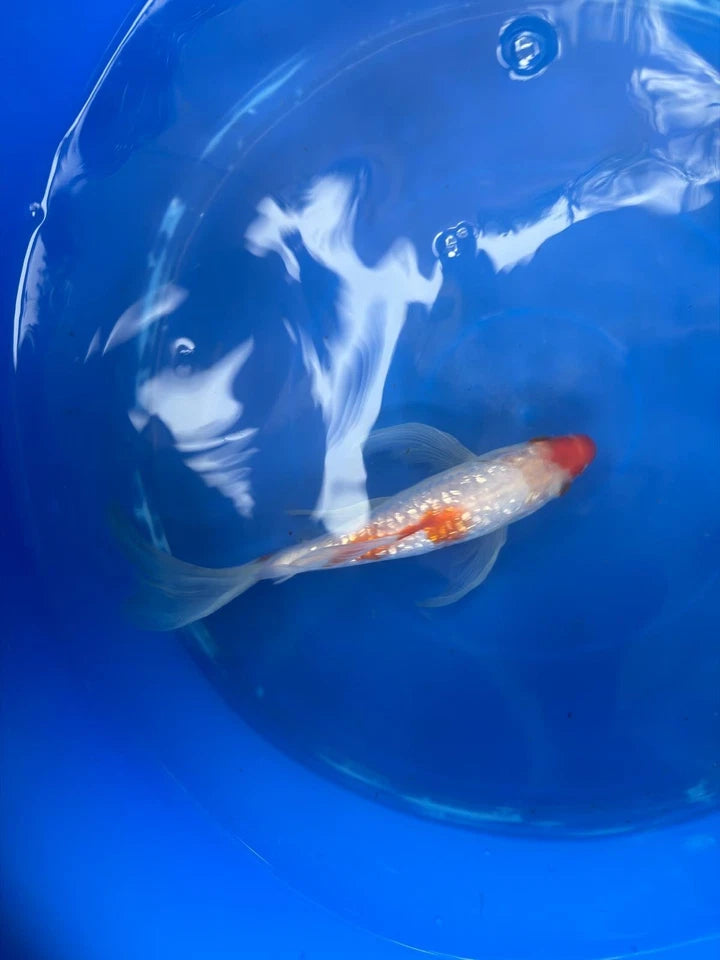 Ginrin Kohaku Butterfly Koi 8"