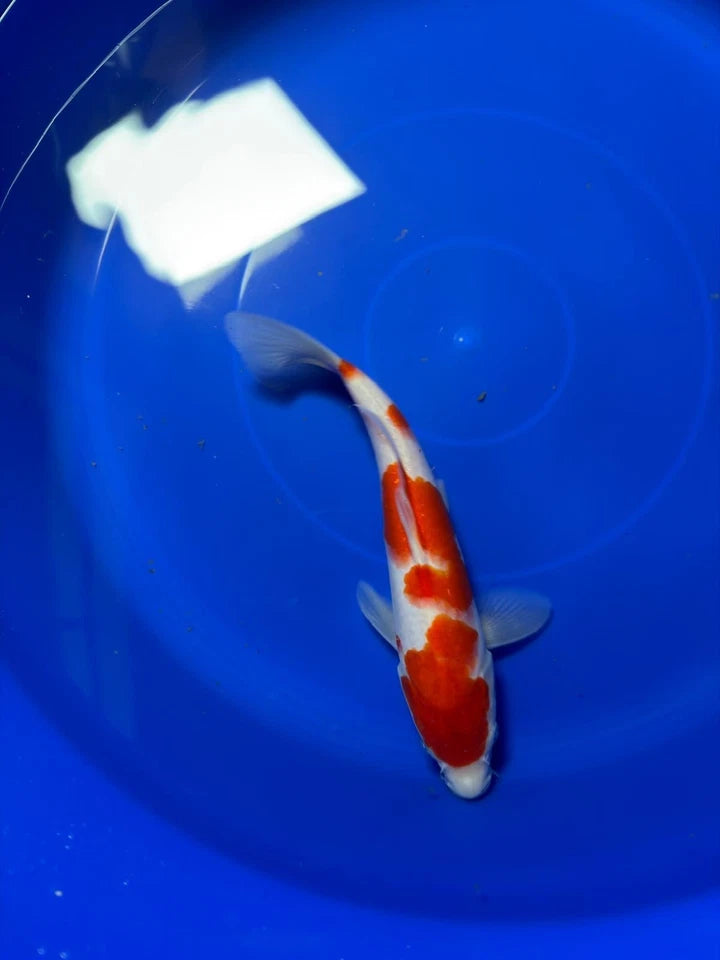 9" Kohaku Japanese Imported HQ(High Quality)