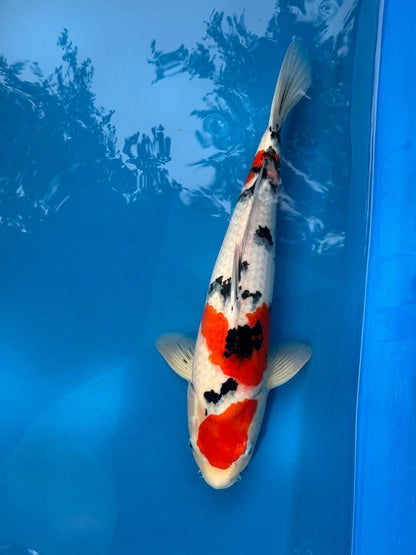 18" Sanke Japanese Imported
