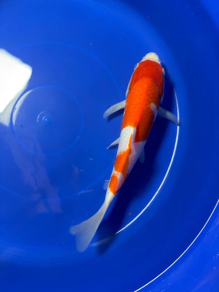 10" Kohaku Japanese Imported HQ(High Quality)