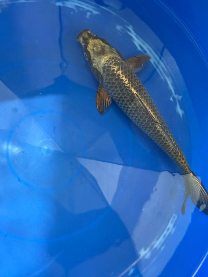 Matsuba Koi 10" D