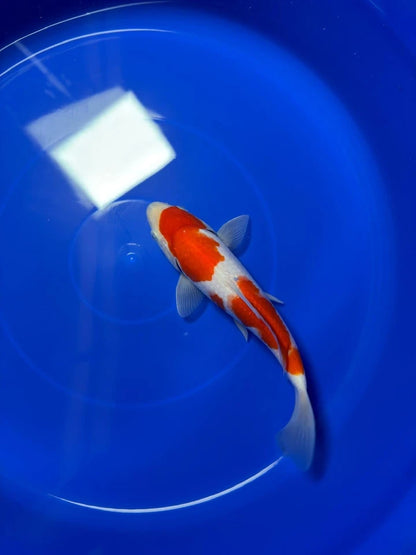8" Kohaku Japanese Imported HQ(High Quality)