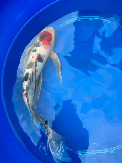 Tancho Showa Butterfly Koi 17 Inch
