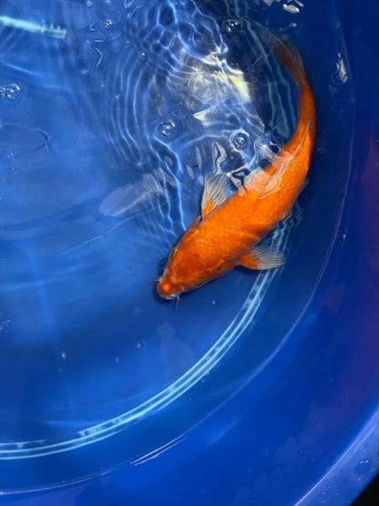 Benigoi 9.5 " Koi
