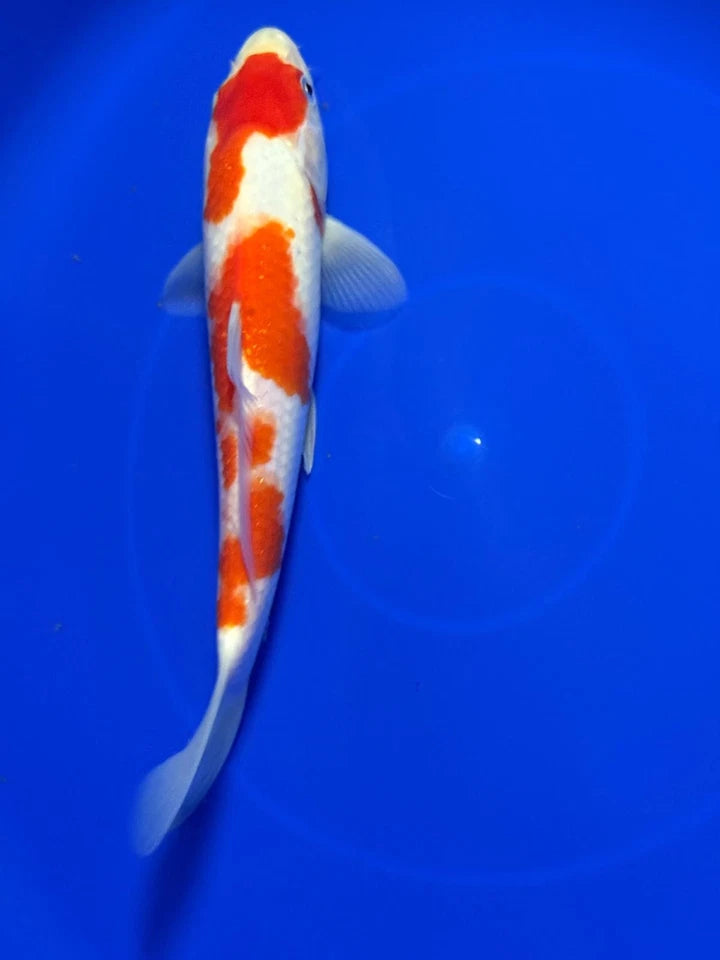 9" Kohaku Japanese Import Koi